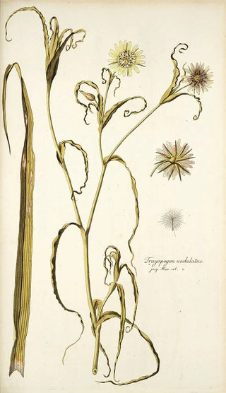Nikolaus Joseph Freiherr von Jacquin - Tragopogon undulatus.webp