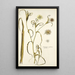 Tragopogon undulatus - Nikolaus Joseph Freiherr von Jacquin — ingelijst kunstwerk aan de muur