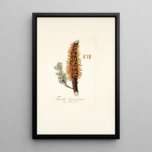 Nikolaus Joseph Freiherr von Jacquin - Tremella clavariaeformis.webp