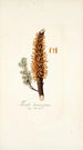 Tremella clavariaeformis - Nikolaus Joseph Freiherr von Jacquin — weergave van het kunstwerk