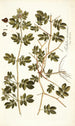 Tribulus maximus - Nikolaus Joseph Freiherr von Jacquin — weergave van het kunstwerk