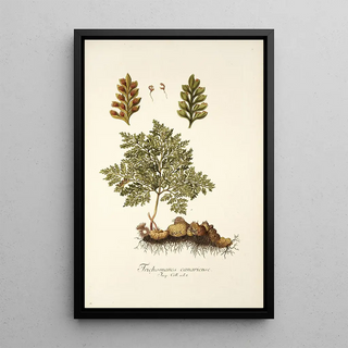 Nikolaus Joseph Freiherr von Jacquin - Trichomanes canariense.webp