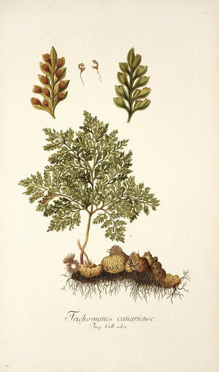 Nikolaus Joseph Freiherr von Jacquin - Trichomanes canariense.webp