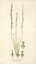 Triglochin bulbosum - Nikolaus Joseph Freiherr von Jacquin — weergave van het kunstwerk
