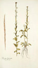 Turritis hirsuta - Nikolaus Joseph Freiherr von Jacquin — weergave van het kunstwerk