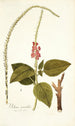 Verbena mutabilis - Nikolaus Joseph Freiherr von Jacquin — weergave van het kunstwerk