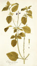 Verbena prismatica - Nikolaus Joseph Freiherr von Jacquin — weergave van het kunstwerk