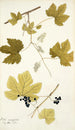 Vitis vinifera - Nikolaus Joseph Freiherr von Jacquin — weergave van het kunstwerk