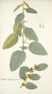 Waltheria indica - Nikolaus Joseph Freiherr von Jacquin — weergave van het kunstwerk