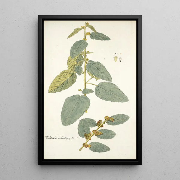 Nikolaus Joseph Freiherr von Jacquin - Waltheria indica.webp