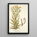 Xeranthemum fulgidum - Nikolaus Joseph Freiherr von Jacquin — ingelijst kunstwerk aan de muur