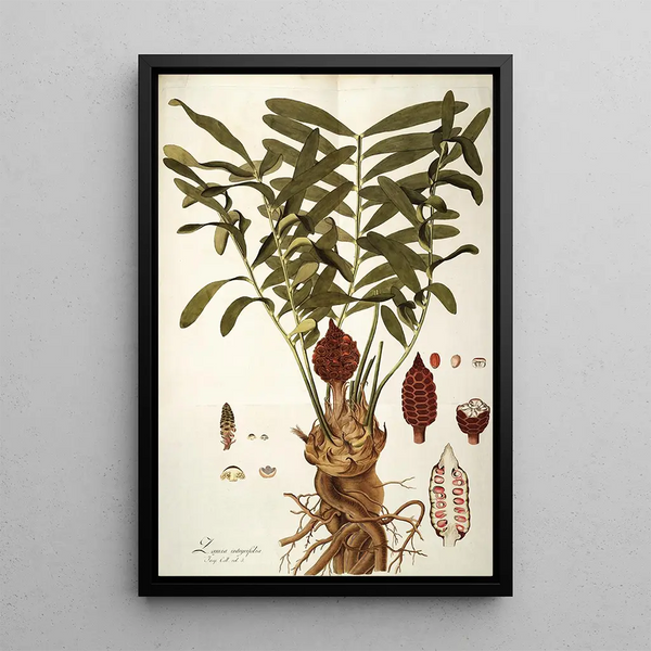 Nikolaus Joseph Freiherr von Jacquin - Zamia integrifolia.webp