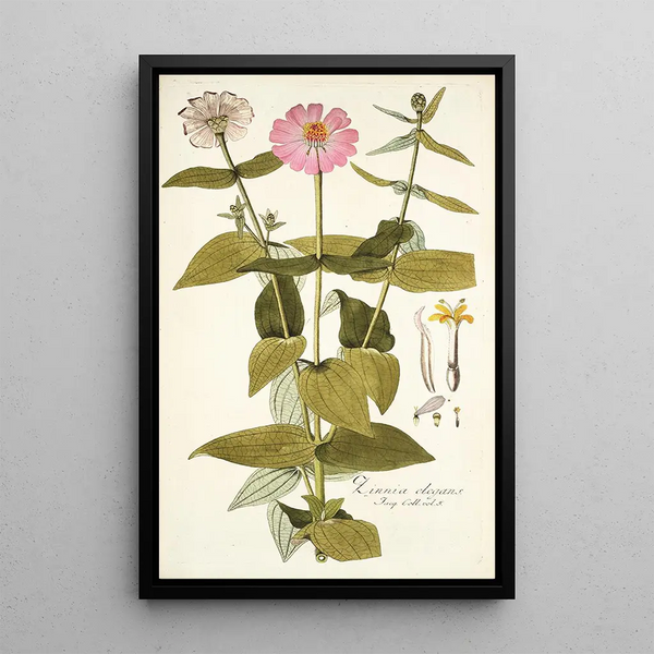 Nikolaus Joseph Freiherr von Jacquin - Zinnia elegans.webp