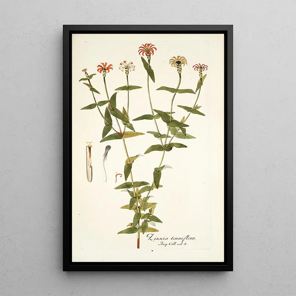 Nikolaus Joseph Freiherr von Jacquin - Zinnia tenuiflora.webp