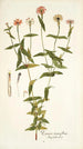 Zinnia tenuiflora - Nikolaus Joseph Freiherr von Jacquin — weergave van het kunstwerk