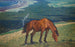 Paard dat graast - Nils Kreuger — weergave van het kunstwerk