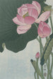 Lotus Flowers in Bloom - Ohara Koson — artwork view