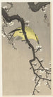 Chinese Gold Loriot Painting on Plum Blossom Branch - Ohara Koson — artwork view