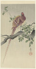 Copper Pheasant Painting - Ohara Koson — artwork view