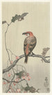 Bec-croisé sur branche d'arbre - Ohara Koson — artwork view