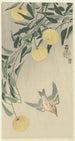 Coucou sous la pluie - Ohara Koson — artwork view