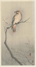 Japanese Jay on Branch - Ohara Koson — artwork view
