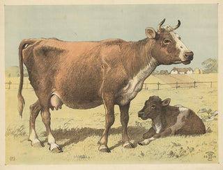 Oluf August Hermansen - Cow.webp