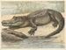 Crocodile - Oluf August Hermansen — artwork view