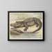 Crocodile - Oluf August Hermansen — framed artwork on a wall