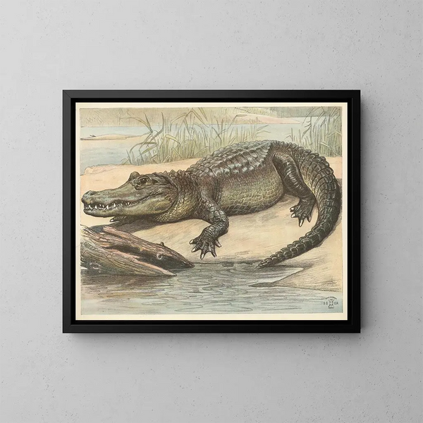 Krokodil - Oluf August Hermansen — ingelijst kunstwerk aan de muur