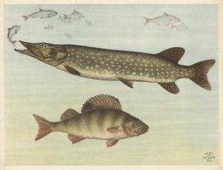 Oluf August Hermansen - Freshwater fish.webp