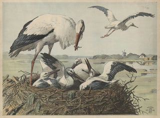 Oluf August Hermansen - Stork.webp