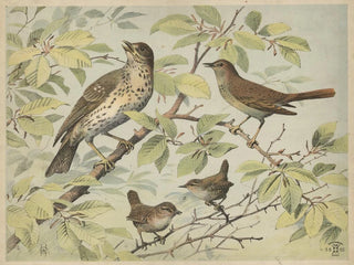 Oluf August Hermansen - Thrush nightingale and wren.webp