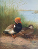 van het Fuligule milouin à crête rouge-schilderij - Otto Murray Dixon — weergave van het kunstwerk