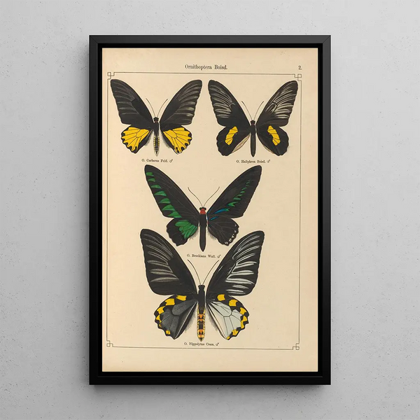 Otto Staudinger - Exotische schmetterlinge Pl002.webp