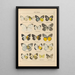 Exotic butterflies painting Pl018 - Otto Staudinger — framed artwork on a wall