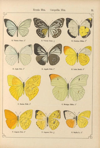 Otto Staudinger - Exotische schmetterlinge Pl021.webp