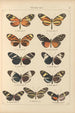 Exotic butterflies painting Pl031 - Otto Staudinger — artwork view