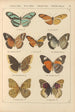 Exotic butterflies painting Pl034 - Otto Staudinger — artwork view