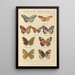 Exotic butterflies painting Pl034 - Otto Staudinger — framed artwork on a wall