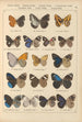 Exotic butterflies painting Pl040 - Otto Staudinger — artwork view
