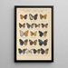Exotic butterflies painting Pl040 - Otto Staudinger — framed artwork on a wall