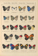 Exotic butterflies painting Pl042 - Otto Staudinger — artwork view