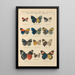 Exotic butterflies painting Pl043 - Otto Staudinger — framed artwork on a wall