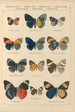 Exotic butterflies painting Pl043 - Otto Staudinger — artwork view