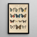 Exotic butterflies painting Pl044 - Otto Staudinger — framed artwork on a wall