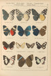 Exotic butterflies painting Pl044 - Otto Staudinger — artwork view