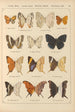 Exotic butterflies painting Pl045 - Otto Staudinger — artwork view