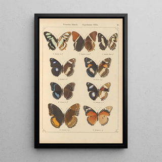 Otto Staudinger - Exotische schmetterlinge Pl046.webp