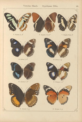 Otto Staudinger - Exotische schmetterlinge Pl046.webp